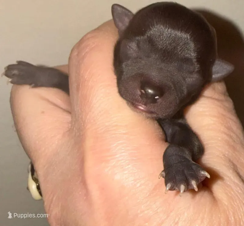 (Pending)Chocolate blue