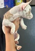 MerLa, a female French Bulldog and Chihuahua for sale in Gettysburg, PA – 2 of 2