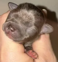 (Pending)Isabella , a female Chihuahua for sale in Gettysburg, PA – Photo 1 of 5