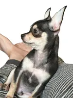 (Pending)Isabella , a female Chihuahua for sale in Gettysburg, PA – Photo 5 of 5