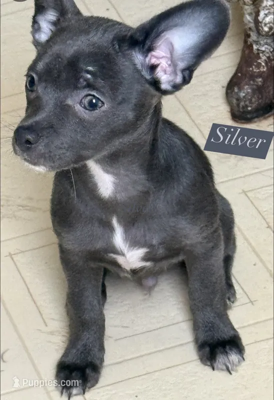 Silver – Chihuahua puppy for sale in Gettysburg, PA