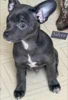 Silver, a male Chihuahua for sale in Gettysburg, PA – 1 of 3