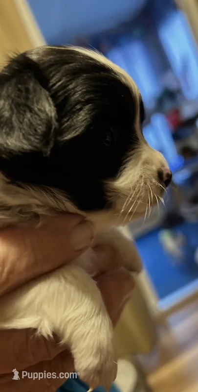 Mellie( long coat) – Chihuahua puppy for sale in Gettysburg, PA