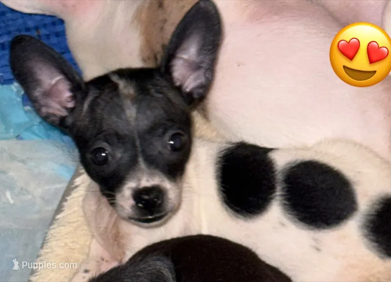 Lucy – French Bulldog, Chihuahua puppy for sale in Gettysburg, PA