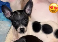 Lucy, a female French Bulldog and Chihuahua for sale in Gettysburg, PA – 1 of 2