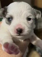 Merlin, a male Chihuahua for sale in Gettysburg, PA – 2 of 3