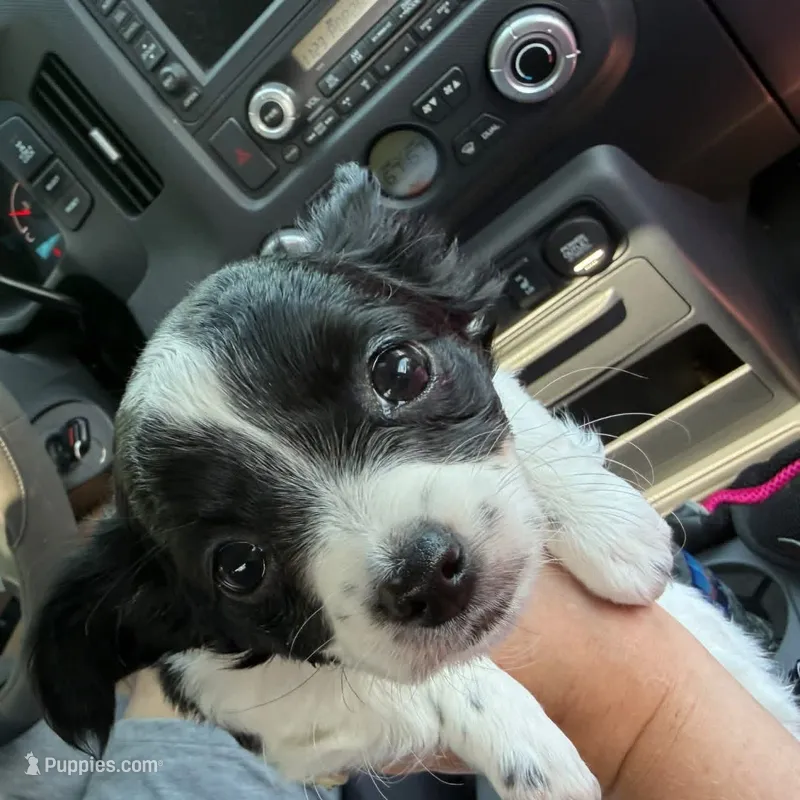 Mellie – Chihuahua puppy for sale in Gettysburg, PA