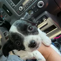 Mellie, a female Chihuahua for sale in Gettysburg, PA – 1 of 4