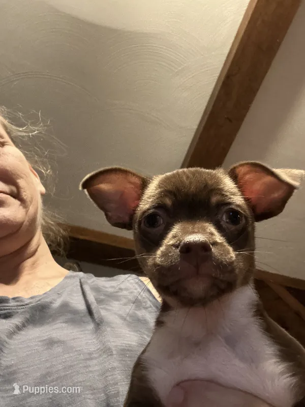 Runt – French Bulldog, Chihuahua puppy for sale in Gettysburg, PA