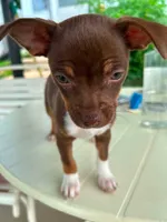 Tilly, a female French Bulldog and Chihuahua for sale in Gettysburg, PA – 1 of 2