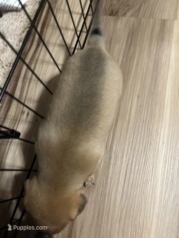 Meek – French Bulldog, Chihuahua puppy for sale in Gettysburg, PA