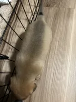 Meek, a male French Bulldog and Chihuahua for sale in Gettysburg, PA – 1 of 4