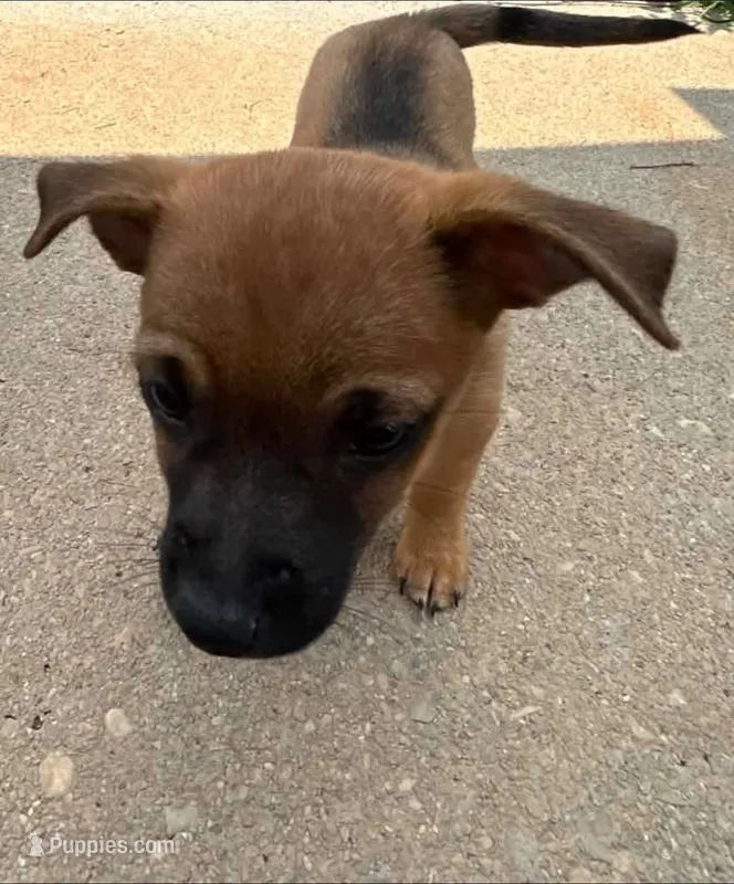 Meek – French Bulldog, Chihuahua puppy for sale in Gettysburg, PA