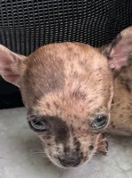 Razzle, a female French Bulldog and Chihuahua for sale in Gettysburg, PA – Photo 3 of 8
