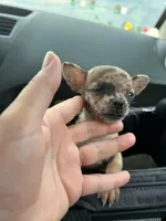 Razzle, a female French Bulldog and Chihuahua for sale in Gettysburg, PA – Photo 5 of 8