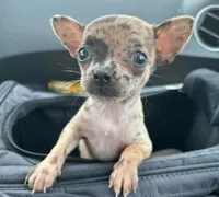Razzle, a female French Bulldog and Chihuahua for sale in Gettysburg, PA – Photo 2 of 8