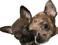Razzle, a female French Bulldog and Chihuahua for sale in Gettysburg, PA – Photo 8 of 8