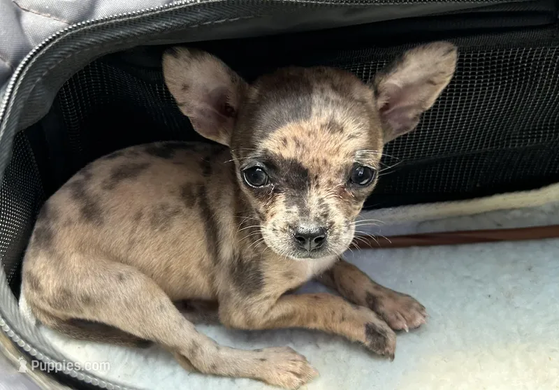 Razzle, a female French Bulldog and Chihuahua for sale in Gettysburg, PA – Photo 1 of 8