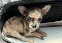 Razzle, a female French Bulldog and Chihuahua for sale in Gettysburg, PA – Photo 1 of 8