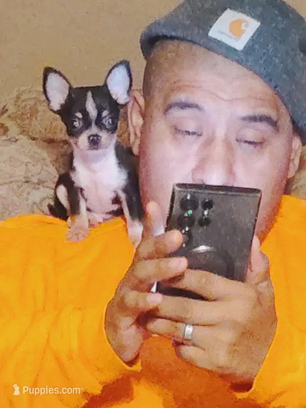 Little Guy – Chihuahua puppy for sale in Gettysburg, PA