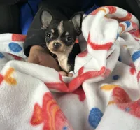 Little Guy, a male Chihuahua for sale in Gettysburg, PA – Photo 5 of 6