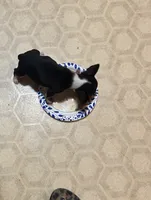 Little Guy, a male Chihuahua for sale in Gettysburg, PA – Photo 4 of 6