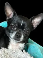 Little Guy, a male Chihuahua for sale in Gettysburg, PA – Photo 2 of 6