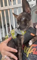 Puzzle , a male French Bulldog and Chihuahua for sale in Gettysburg, PA – 2 of 3