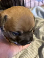 Meek, a male French Bulldog and Chihuahua for sale in Gettysburg, PA – 3 of 4