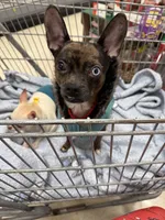 Puzzle , a male French Bulldog and Chihuahua for sale in Gettysburg, PA – 3 of 3