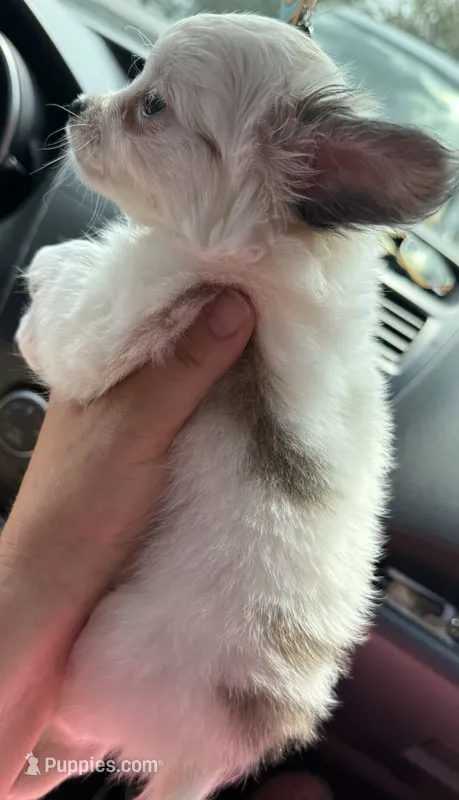 Merlin – Chihuahua puppy for sale in Gettysburg, PA