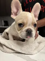 Hunter, a male French Bulldog for sale in Atlanta, GA – Photo 2 of 3