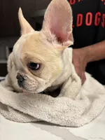 Hunter, a male French Bulldog for sale in Atlanta, GA – Photo 1 of 3