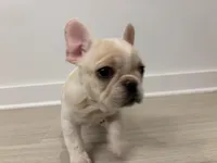 Hunter, a male French Bulldog for sale in Atlanta, GA – Photo 3 of 3