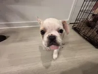 Baxter , a male French Bulldog for sale in Atlanta, GA – Photo 3 of 5