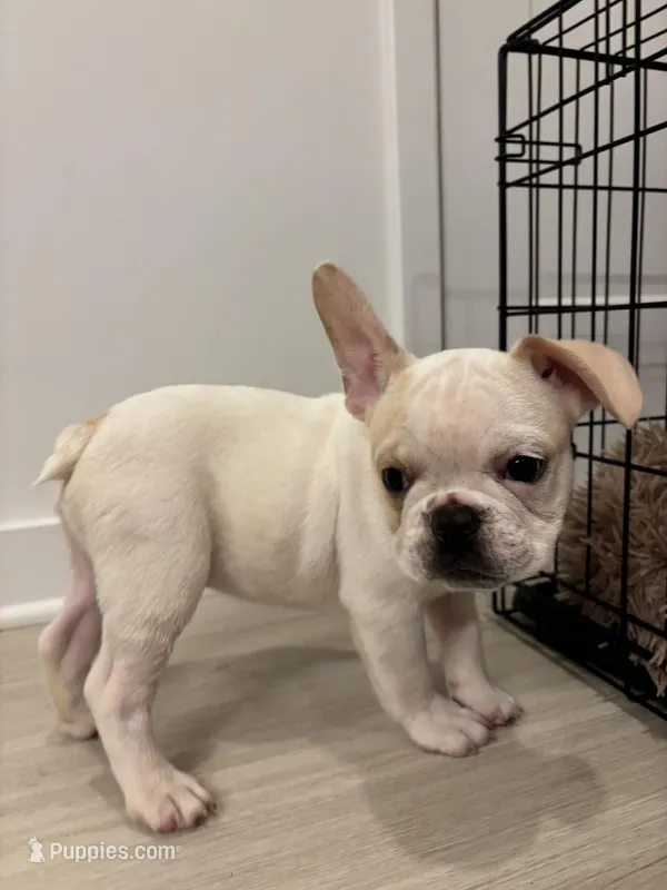 Baxter , a male French Bulldog for sale in Atlanta, GA – Photo 1 of 5