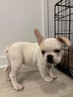 Baxter , a male French Bulldog for sale in Atlanta, GA – Photo 1 of 5