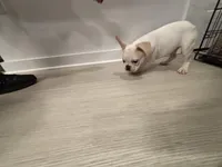 Baxter , a male French Bulldog for sale in Atlanta, GA – Photo 4 of 5