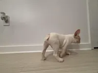 Baxter , a male French Bulldog for sale in Atlanta, GA – Photo 2 of 5