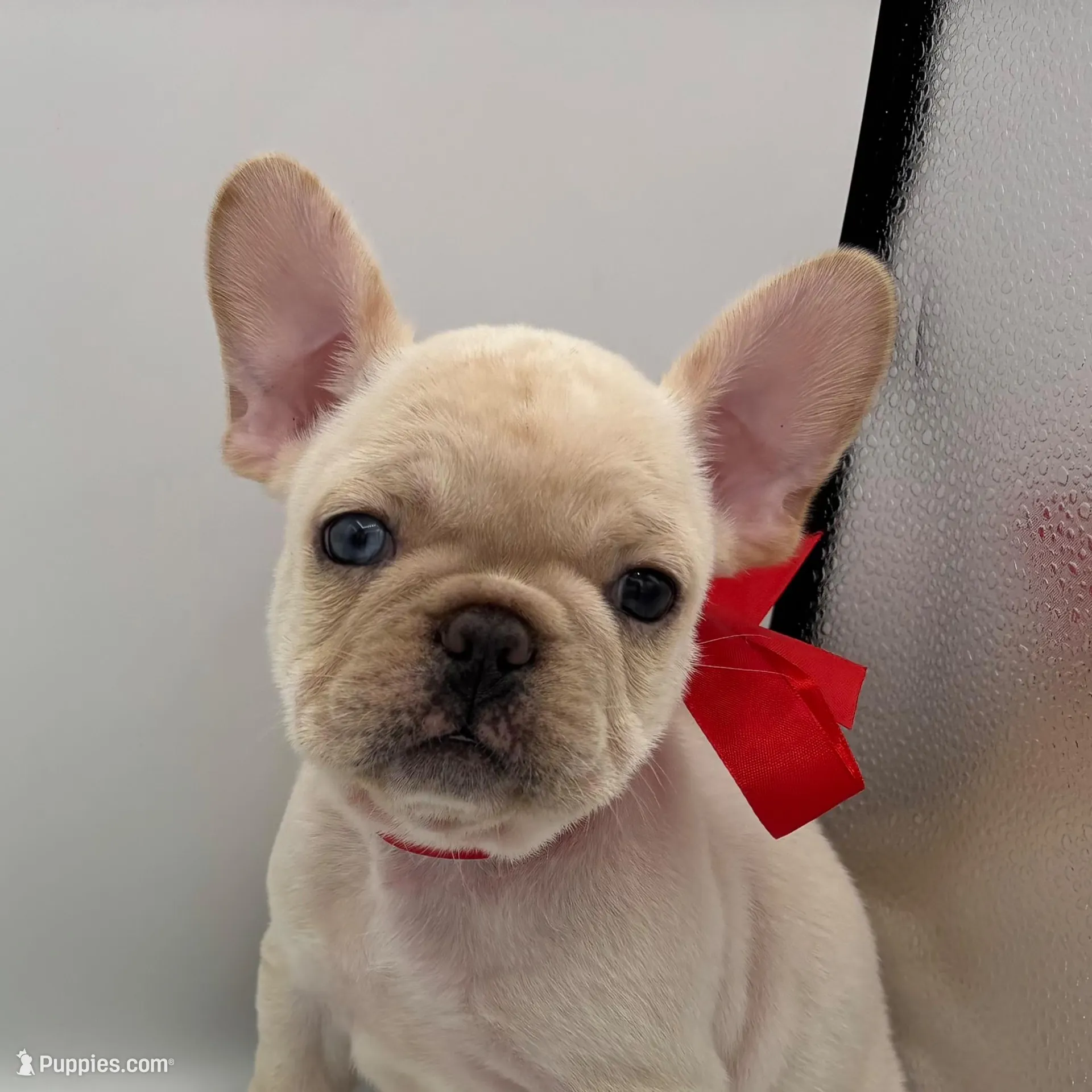 Butter Blue (red collar)