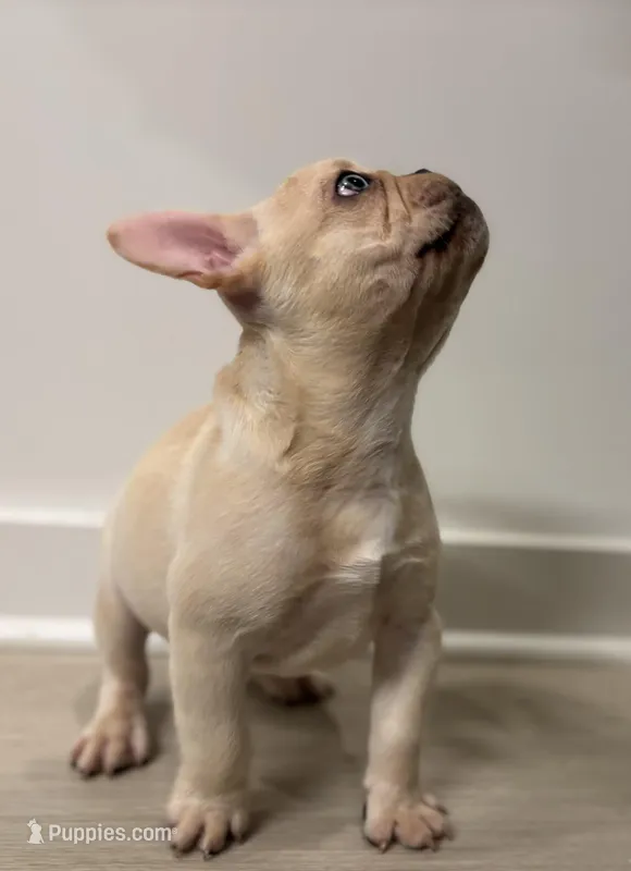 Butter , a male French Bulldog for sale in Atlanta, GA – Photo 1 of 7