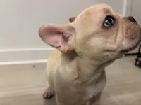 Butter , a male French Bulldog for sale in Atlanta, GA – Photo 7 of 7