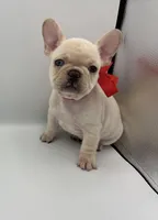 Butter , a male French Bulldog for sale in Atlanta, GA – Photo 2 of 7