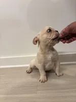 Butter , a male French Bulldog for sale in Atlanta, GA – Photo 4 of 7