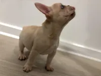 Butter , a male French Bulldog for sale in Atlanta, GA – Photo 5 of 7