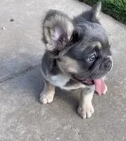 Meme , a female French Bulldog and Anatolian Shepherd Dog for sale in Oklahoma City, OK – 3 of 3