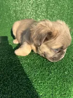 Fat fat fluffy boy, a male French Bulldog for sale in Oklahoma City, OK – 5 of 5
