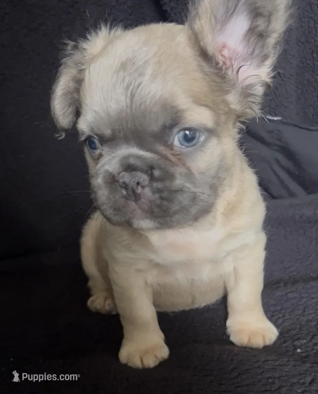 Fat fat  – French Bulldog puppy for sale in Oklahoma City, OK