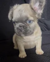 Fat fat , a male French Bulldog for sale in Oklahoma City, OK – Photo 3 of 4