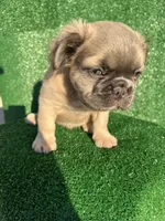 Fat fat fluffy boy, a male French Bulldog for sale in Oklahoma City, OK – 4 of 5